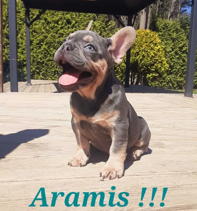 1 chiot mâle Bouledogue français / French Bulldog !! - Photo 2