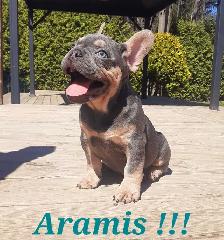 1 chiot mâle Bouledogue français / French Bulldog !! - Photo 2