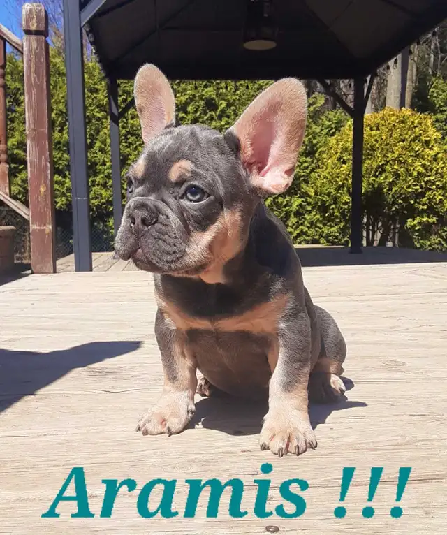 1 chiot mâle Bouledogue français / French Bulldog !! - Photo 3