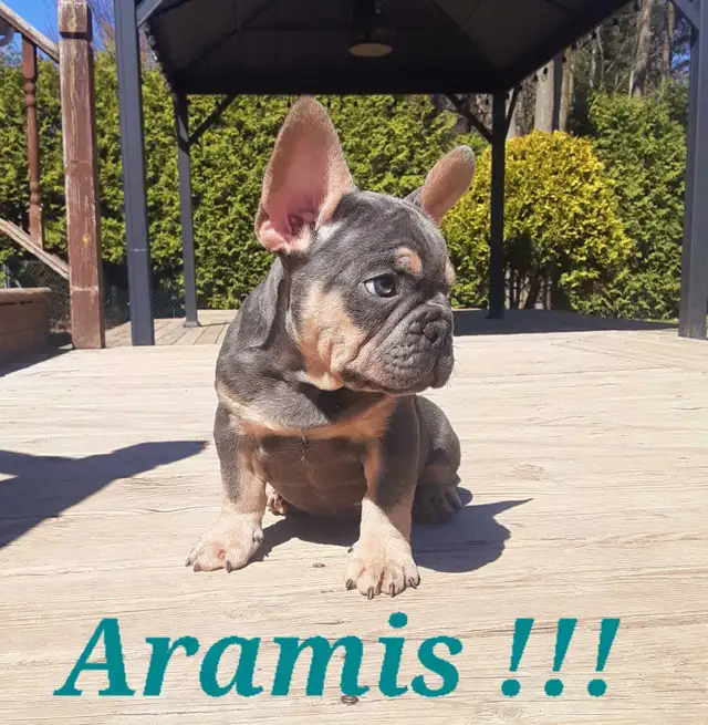 1 chiot mâle Bouledogue français / French Bulldog !! - Photo 4