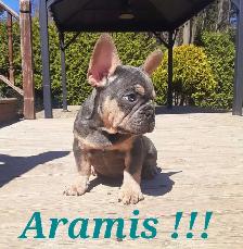 1 chiot mâle Bouledogue français / French Bulldog !! - Photo 4
