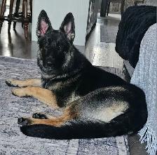 Purebred Reg. GERMAN SHEPHERD MALE 5MTHS