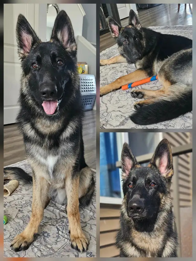 Purebred Reg. GERMAN SHEPHERD MALE 5MTHS - Photo 2