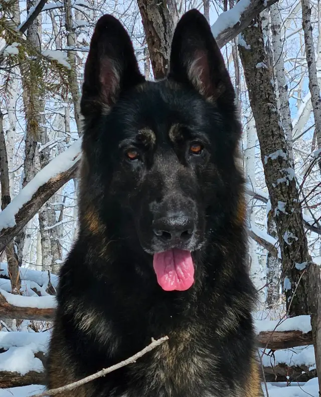 Purebred Reg. GERMAN SHEPHERD MALE 5MTHS - Photo 3