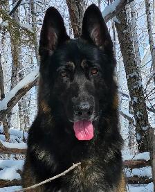 Purebred Reg. GERMAN SHEPHERD MALE 5MTHS - Photo 3