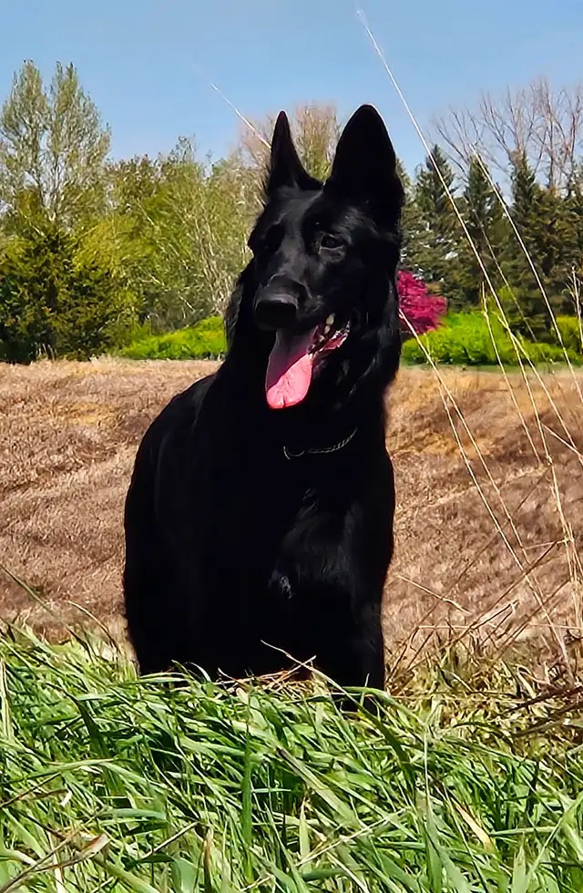 Purebred Reg. GERMAN SHEPHERD MALE 5MTHS - Photo 4