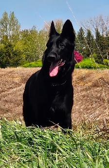 Purebred Reg. GERMAN SHEPHERD MALE 5MTHS - Photo 4
