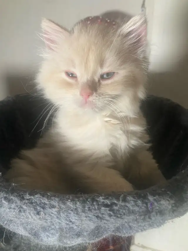 Adorables chatons mâles Nebelung/Persan