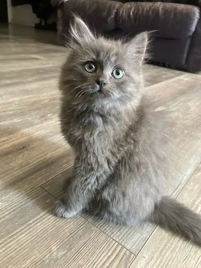 Adorables chatons mâles Nebelung/Persan - Photo 2