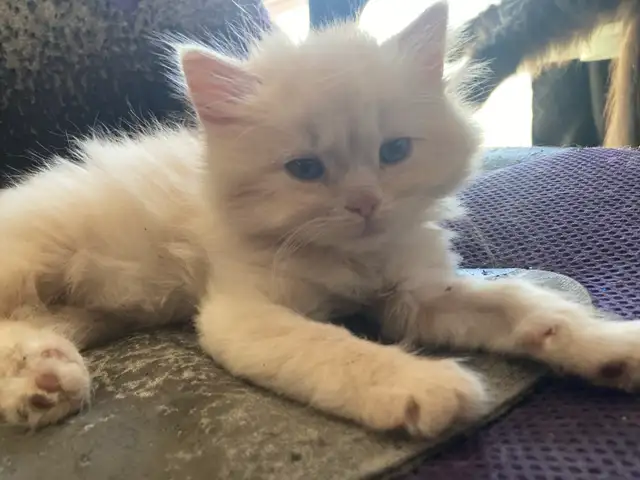 Adorables chatons mâles Nebelung/Persan - Photo 3