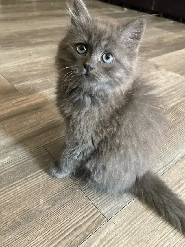 Adorables chatons mâles Nebelung/Persan - Photo 4