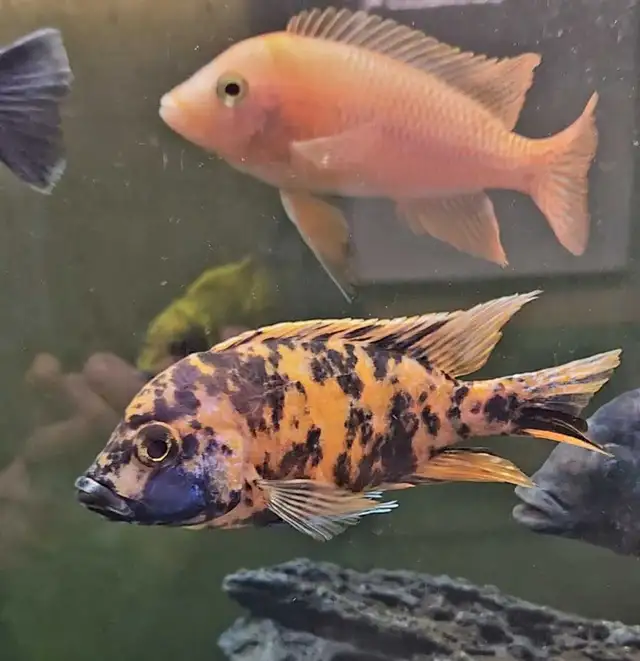 Colored male African cichlids 3'-4' - Photo 2