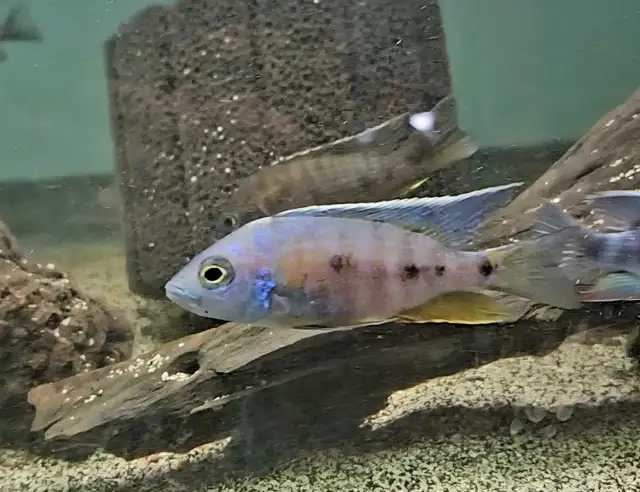 Colored male African cichlids 3'-4' - Photo 3