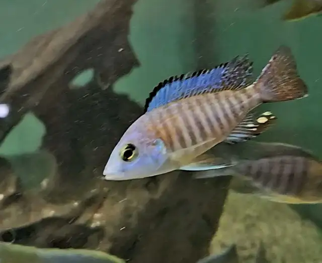 Colored male African cichlids 3'-4' - Photo 5