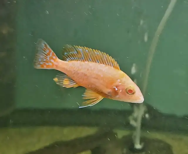 Colored male African cichlids 3'-4' - Photo 6