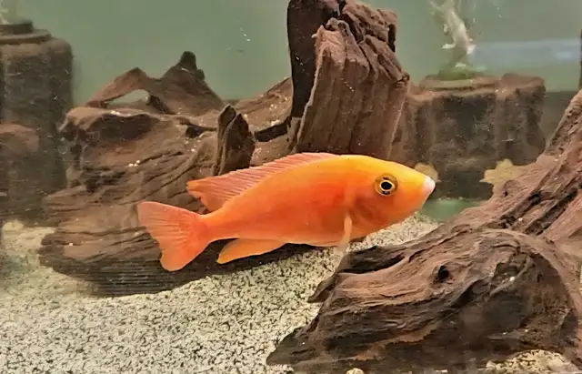 Colored male African cichlids 3'-4' - Photo 7