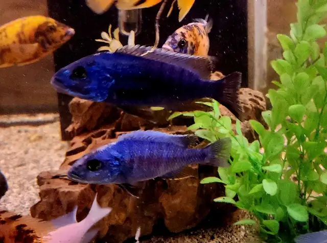Colored male African cichlids 3'-4' - Photo 9