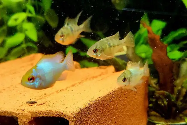 Cichlids, plecos, community fish, plants & more (see list below) - Photo 9