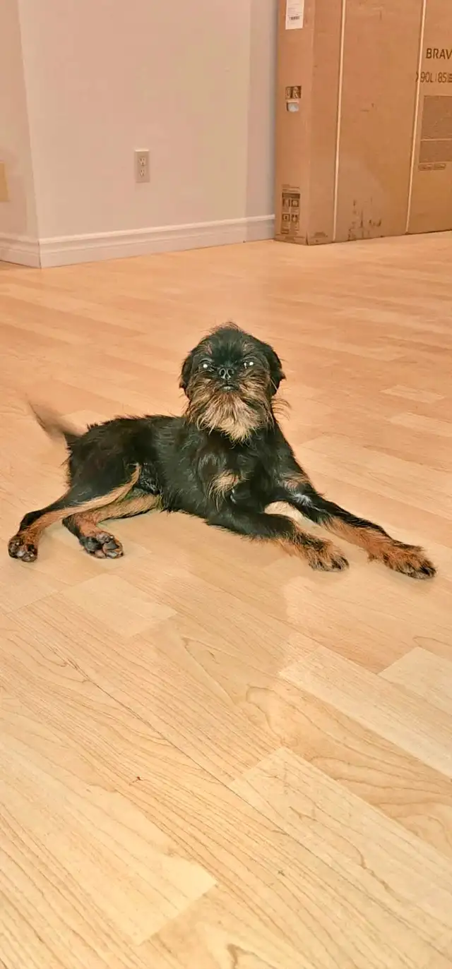 Griffon Bruxellois chiots enregistrés CCC