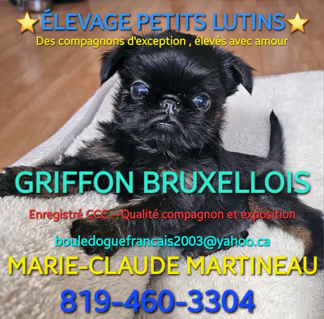 Griffon Bruxellois chiots enregistrés CCC - Photo 10
