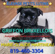 Griffon Bruxellois chiots enregistrés CCC - Photo 10