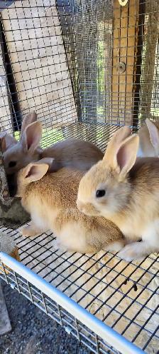 cream d'argent rabbits