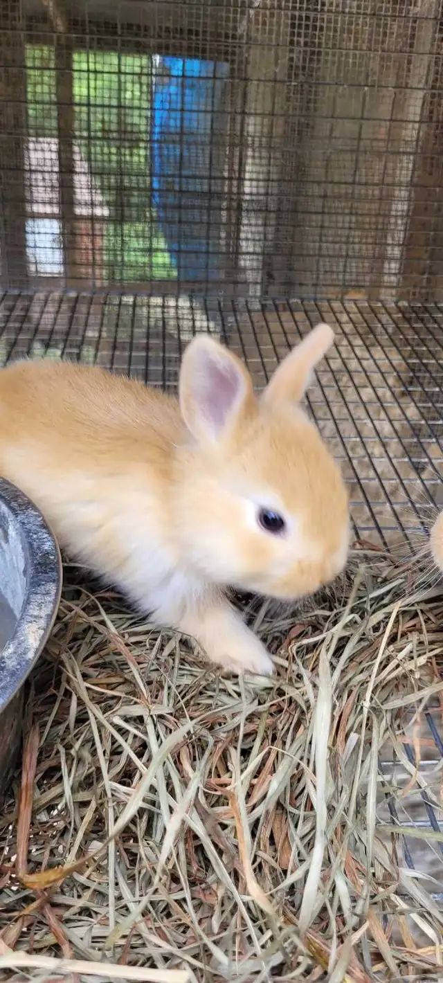 cream d'argent rabbits - Photo 2
