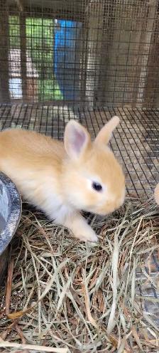 cream d'argent rabbits - Photo 2