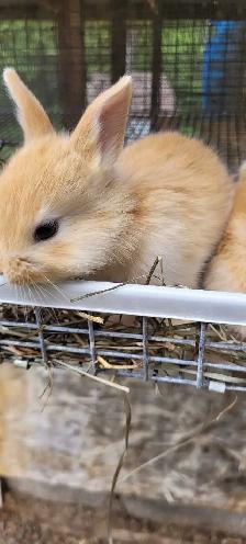 cream d'argent rabbits - Photo 3
