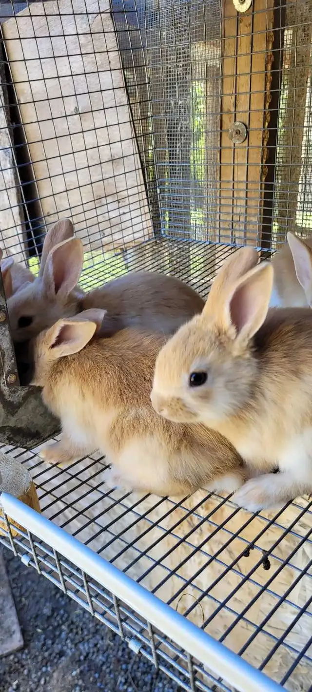 cream d'argent rabbits - Photo 4
