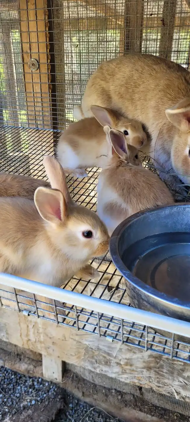 cream d'argent rabbits - Photo 5