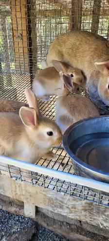 cream d'argent rabbits - Photo 5