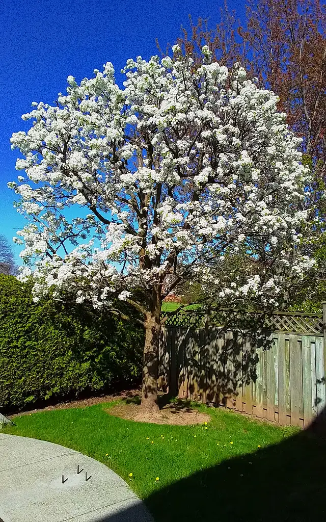 Hedge   Tree Discount Pricing - Photo 2