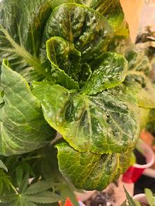 Plant clones for sale.