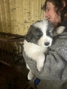 chiot des montagnes des pyrénées