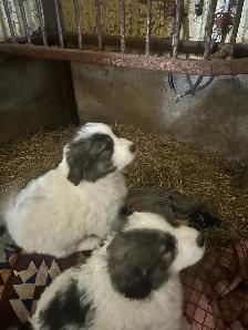 chiot des montagnes des pyrénées - Photo 2