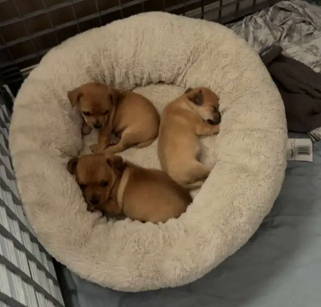 Chihuahua Puppies