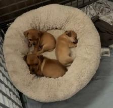 Chihuahua Puppies