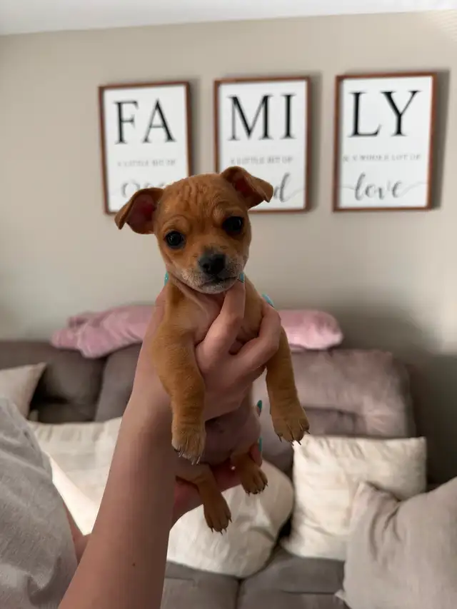 Chihuahua Puppies - Photo 2