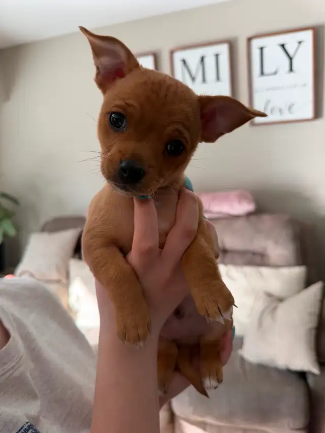 Chihuahua Puppies - Photo 3