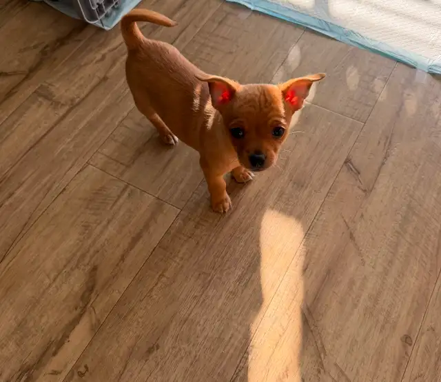 Chihuahua Puppies - Photo 4