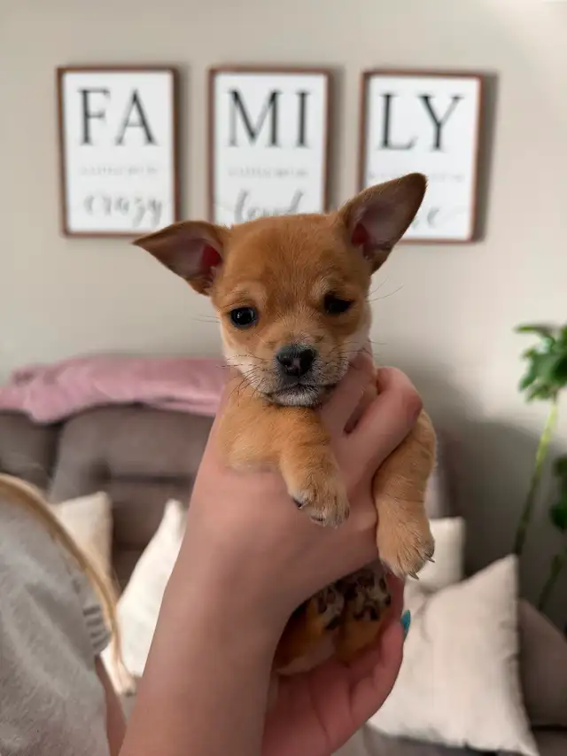 Chihuahua Puppies - Photo 5