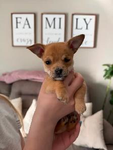 Chihuahua Puppies - Photo 5
