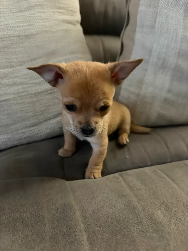Chihuahua Puppies - Photo 6