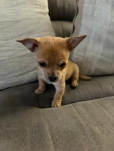 Chihuahua Puppies - Photo 6