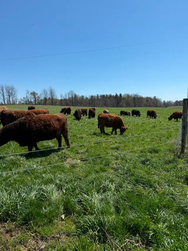 Registered Purebred Galloway Cow for Sale