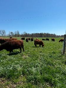 Registered Purebred Galloway Cow for Sale