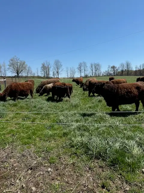 Registered Purebred Galloway Cow for Sale - Photo 2
