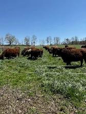 Registered Purebred Galloway Cow for Sale - Photo 2