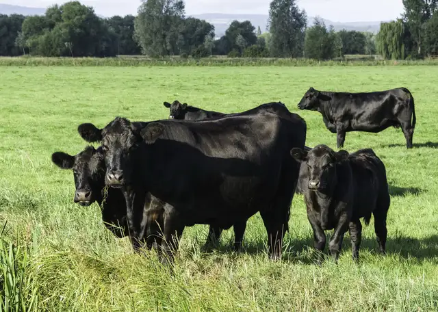 pasture for rent